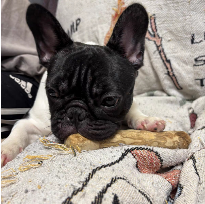 Coffee Wood Dog Chew Reviews_1