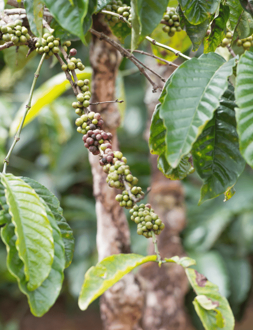 Benefits of Coffee Wood