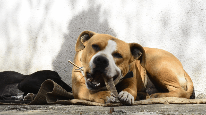 Can Dogs Chew On Sticks——1
