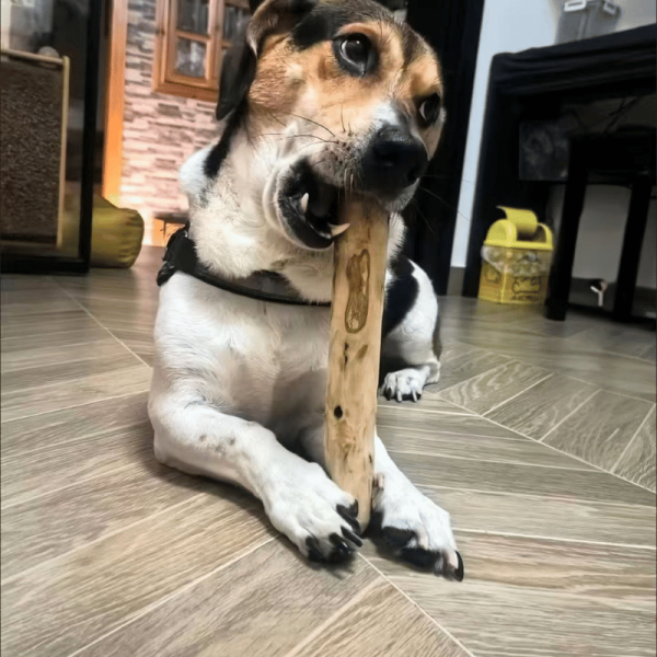 Coffee Stick For Dogs_10