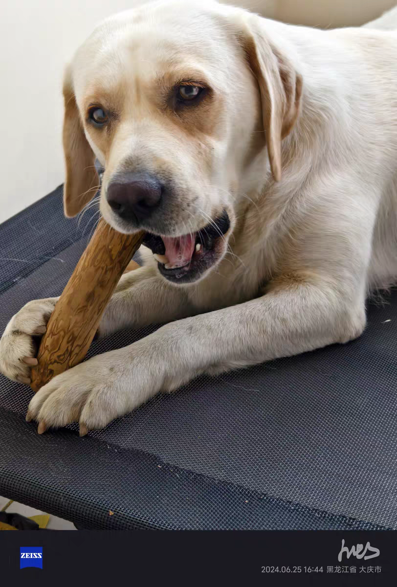 Coffee Wood Dog Chew_3