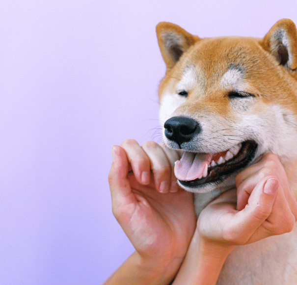 Natural Coffee Wood Dog Chew_FAQ