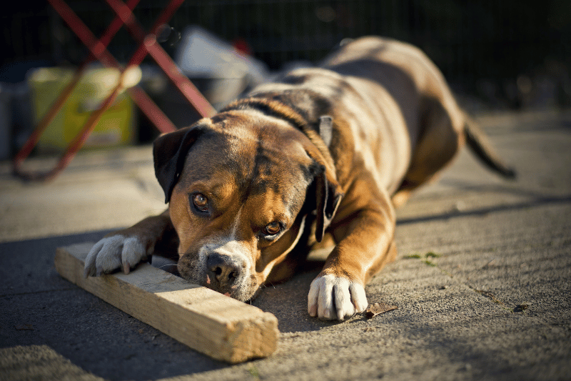 Should dogs chew on wood