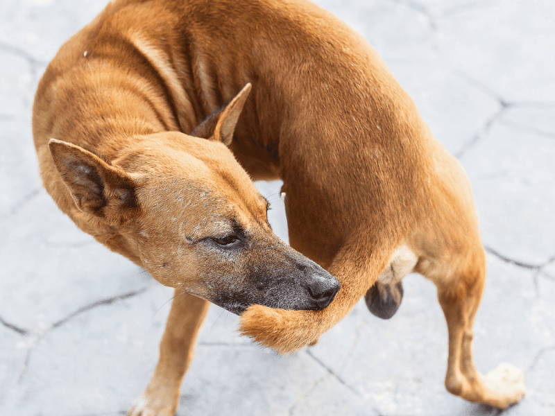 Why do dogs chew on their tails