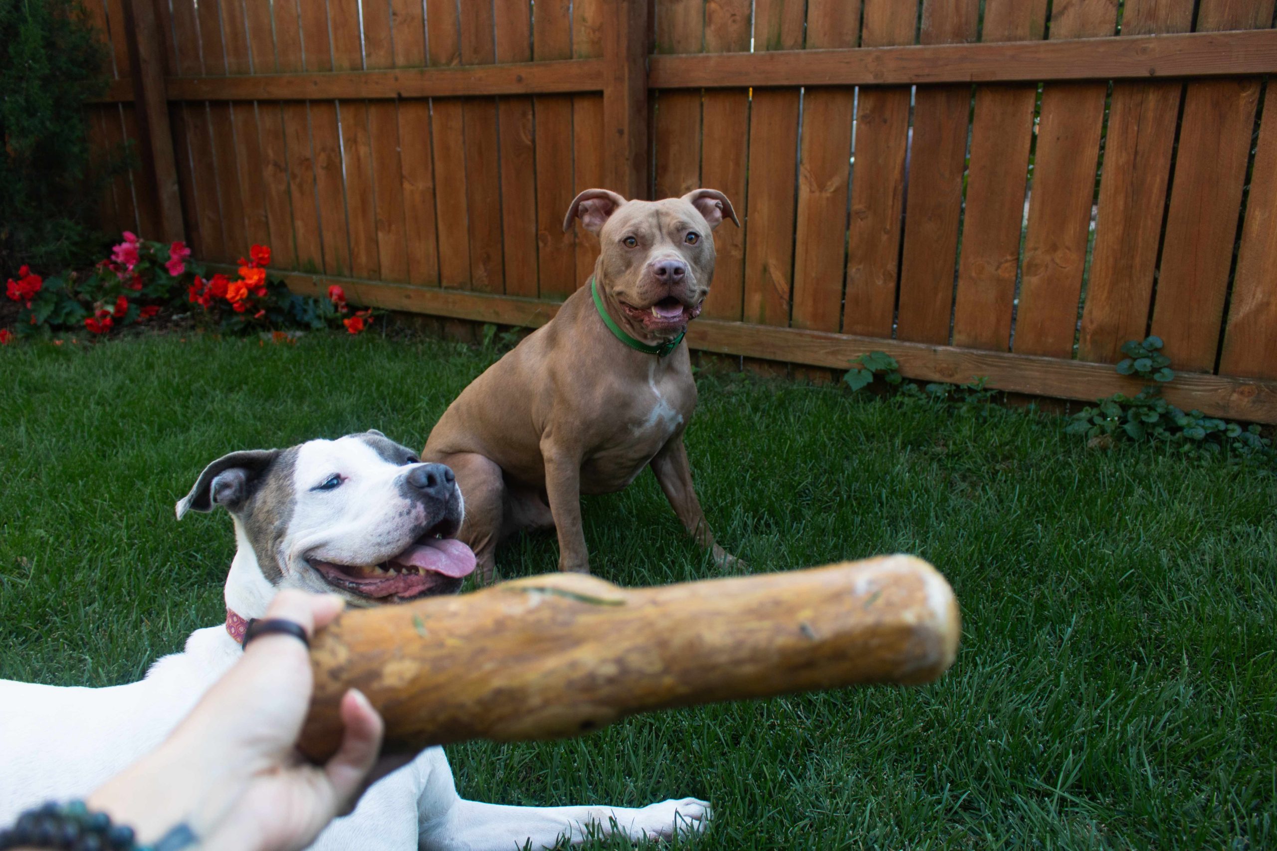 chewfee_HowtoUse-OGChews-3