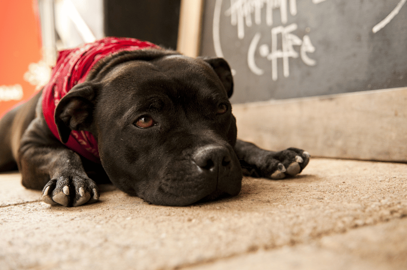 Does chewing make dogs tired？