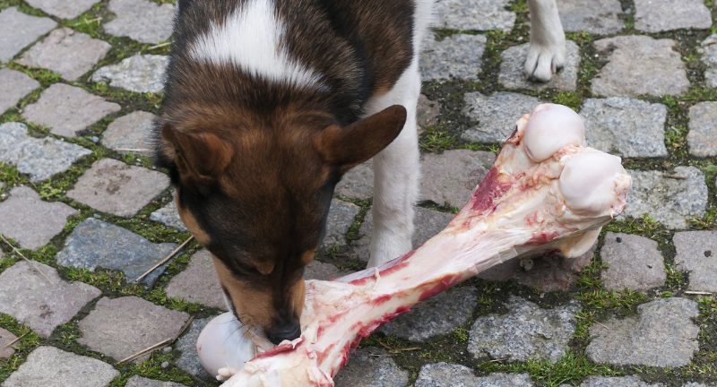 What are the best dog chews for aggressive chewers